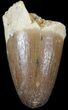Cretaceous Fossil Crocodile Tooth - Morocco #50284-1